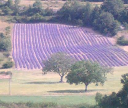 Fête de la lavande – mardi 15 août 2017